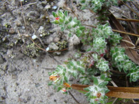 Image of Portulaca hirsutissima Cambess.