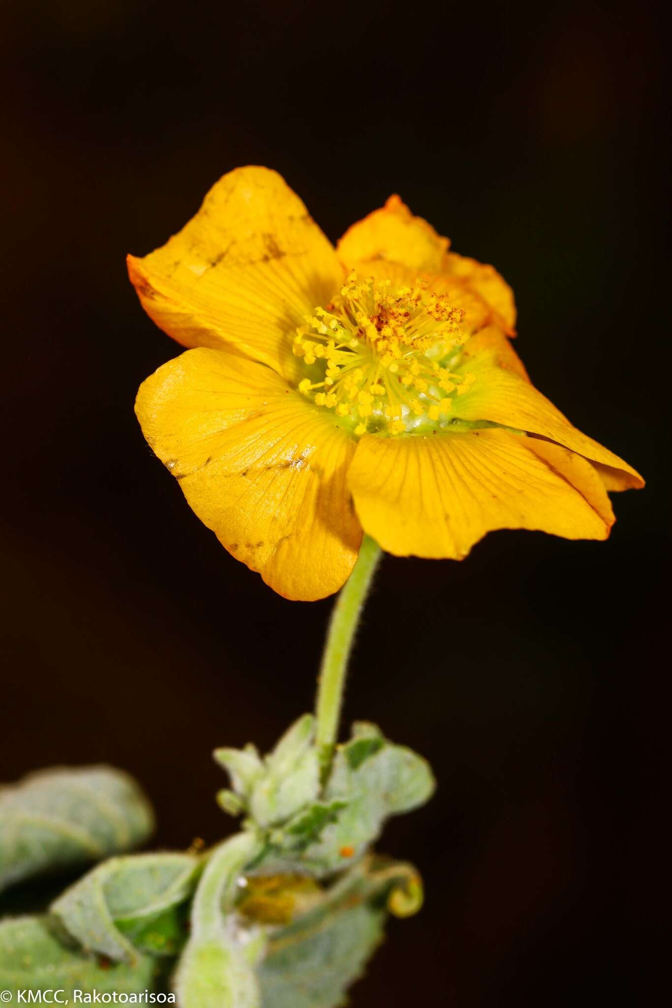 Image of Abutilon guineense (Schumach.) E. G. Baker & Exell