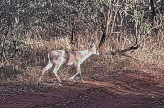 Image of Abundant Duiker