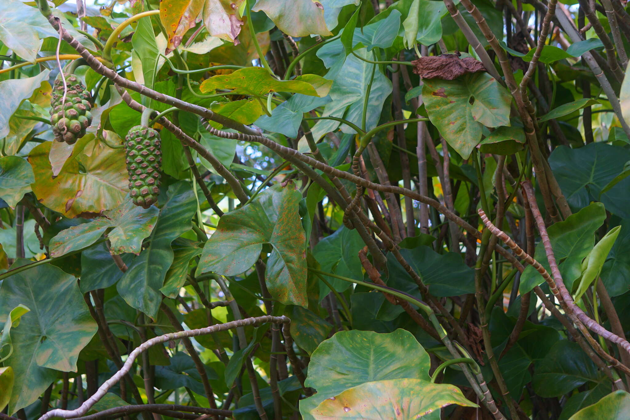 Image de Montrichardia arborescens (L.) Schott