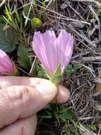 Image of Malope malacoides L.