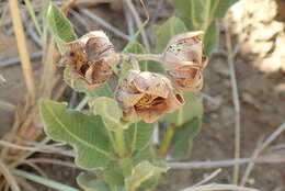 Image of Pachycarpus dealbatus E. Mey.