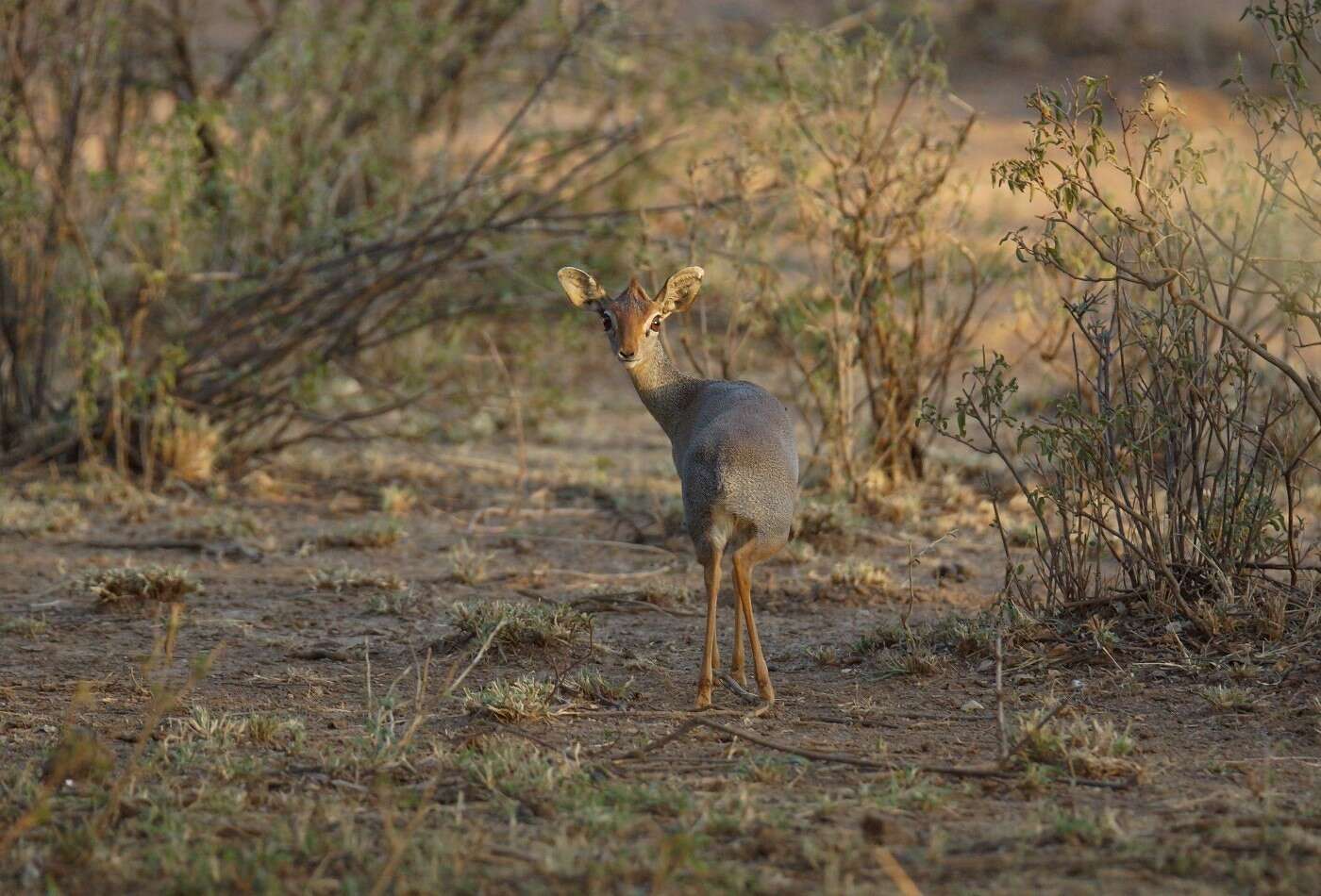 Image of Salt's Dikdik