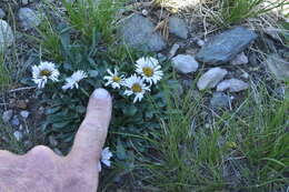 Image of blackhead fleabane