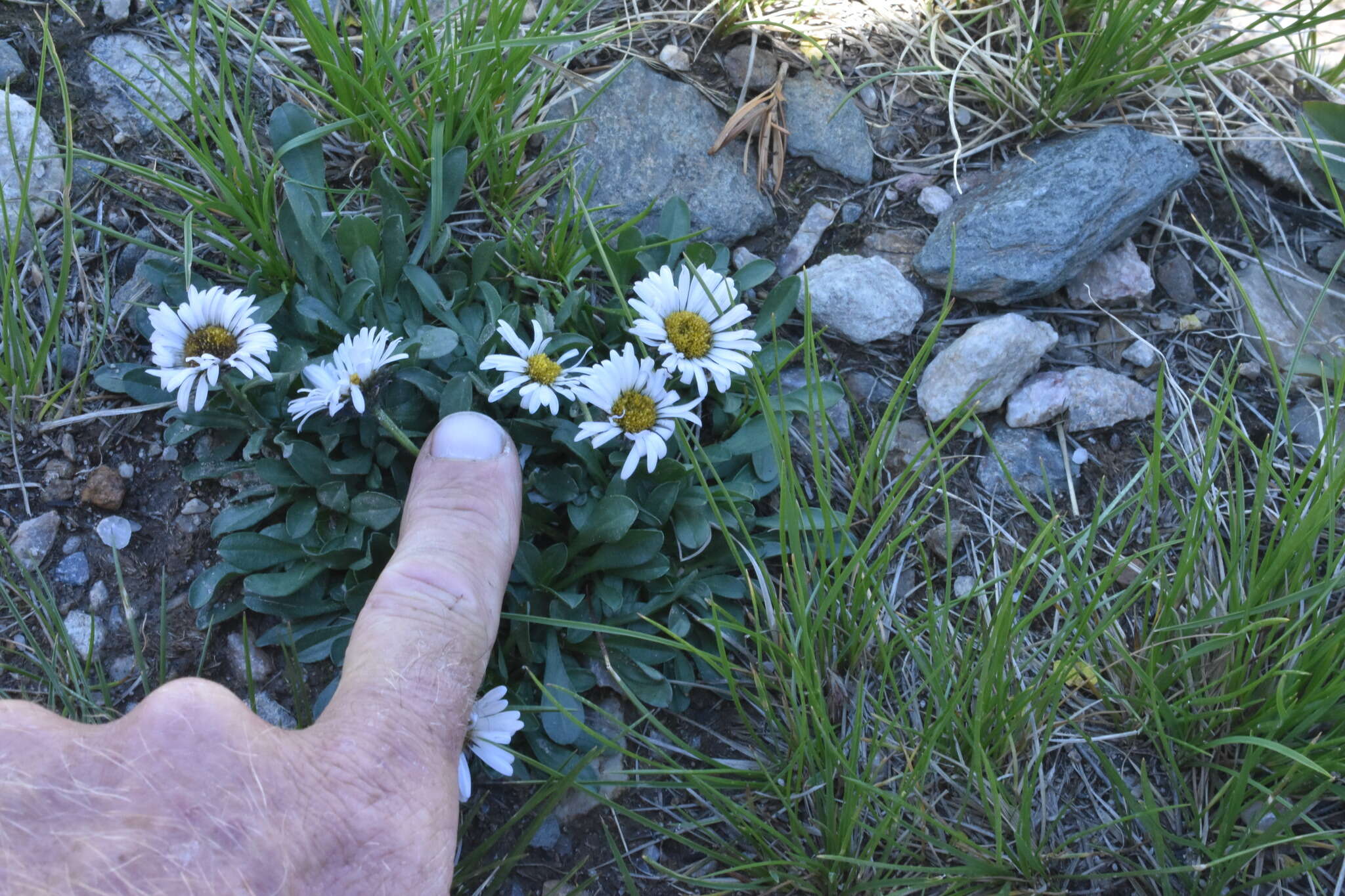 Imagem de Erigeron melanocephalus (A. Nels.) A. Nels.