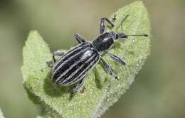 Image of Myrmex vandykei Sleeper 1970