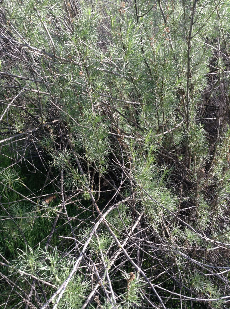 Image of coastal sagebrush