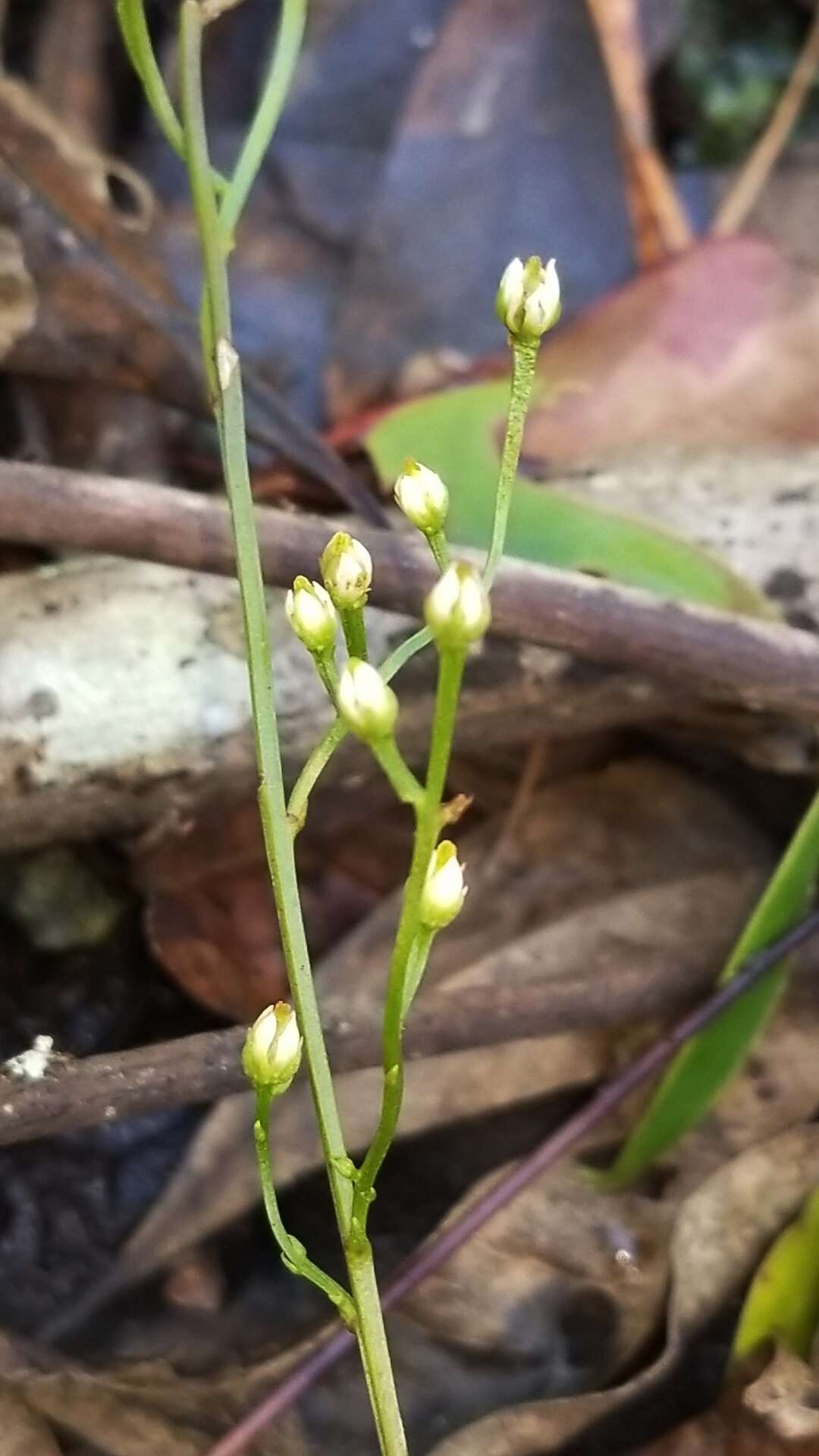 Image of Texas screwstem