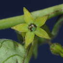 Image of Salpichroa scandens Damm.