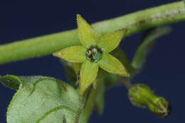 Image of Salpichroa scandens Damm.