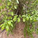 Image of Berberis nummularia Bunge