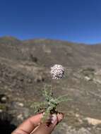 Image of Polyachyrus sphaerocephalus D. Don