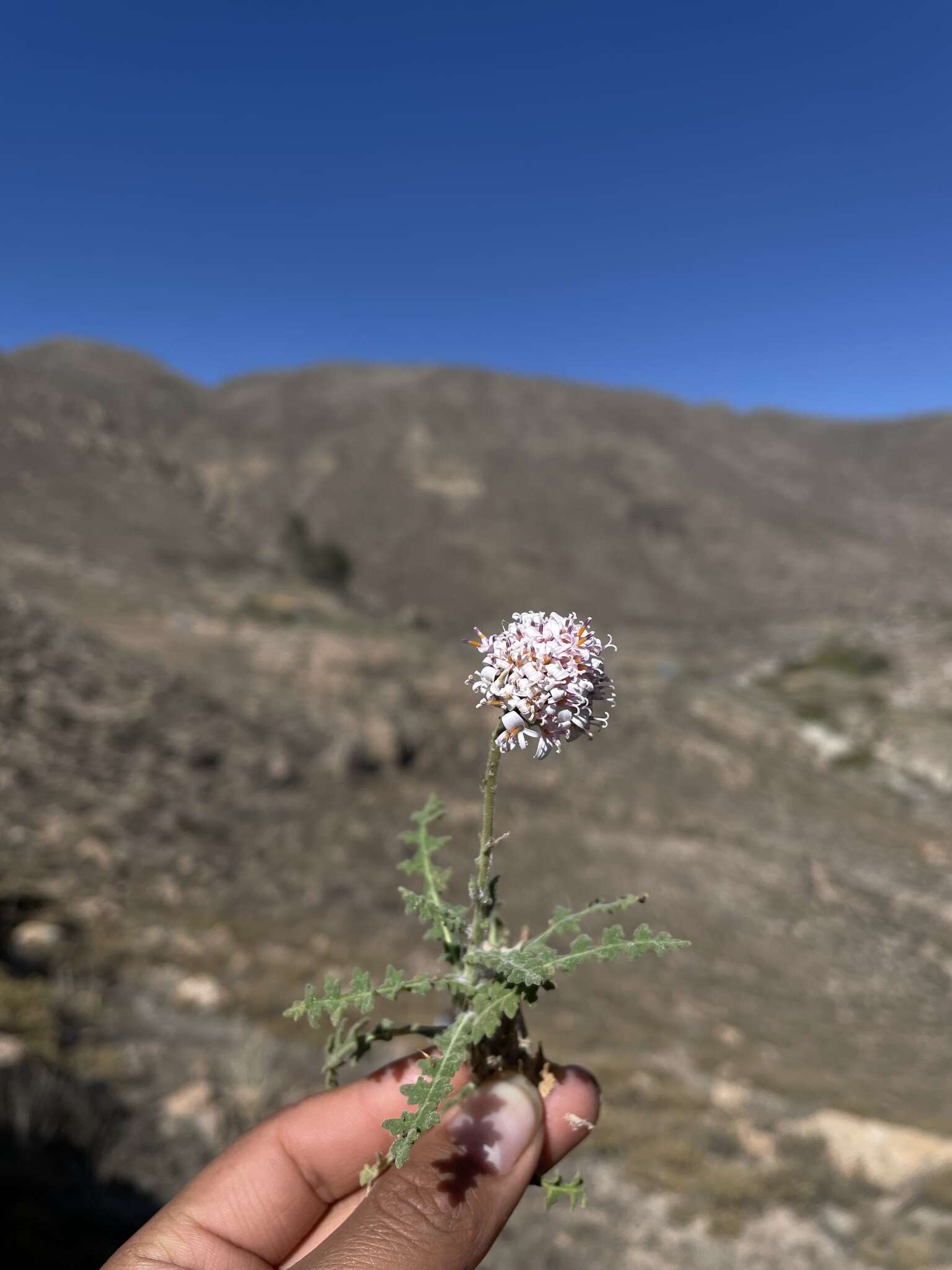 Image of Polyachyrus sphaerocephalus D. Don