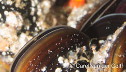 Image of black mussel