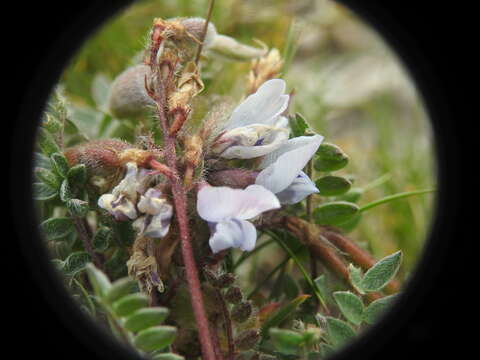 Image of Oxytropis helvetica Scheele