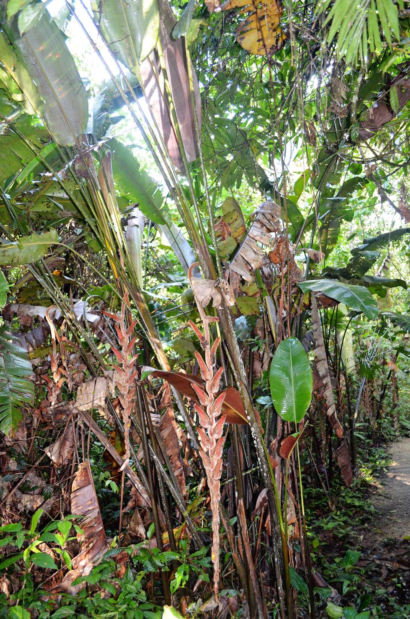 Image of Heliconia vellerigera Poepp.