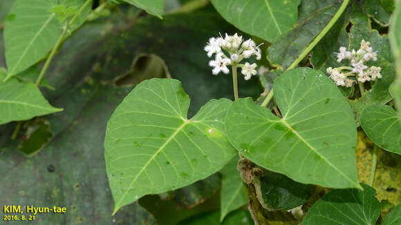 Image of Cynanchum rostellatum (Turcz.) Liede & Khanum