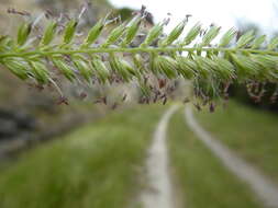 Image of Crested dogstail grass