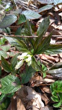 Image of Cardamine enneaphyllos (L.) Crantz