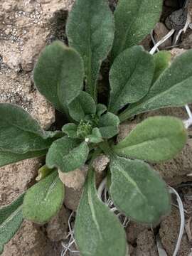 Image of brittle spineflower