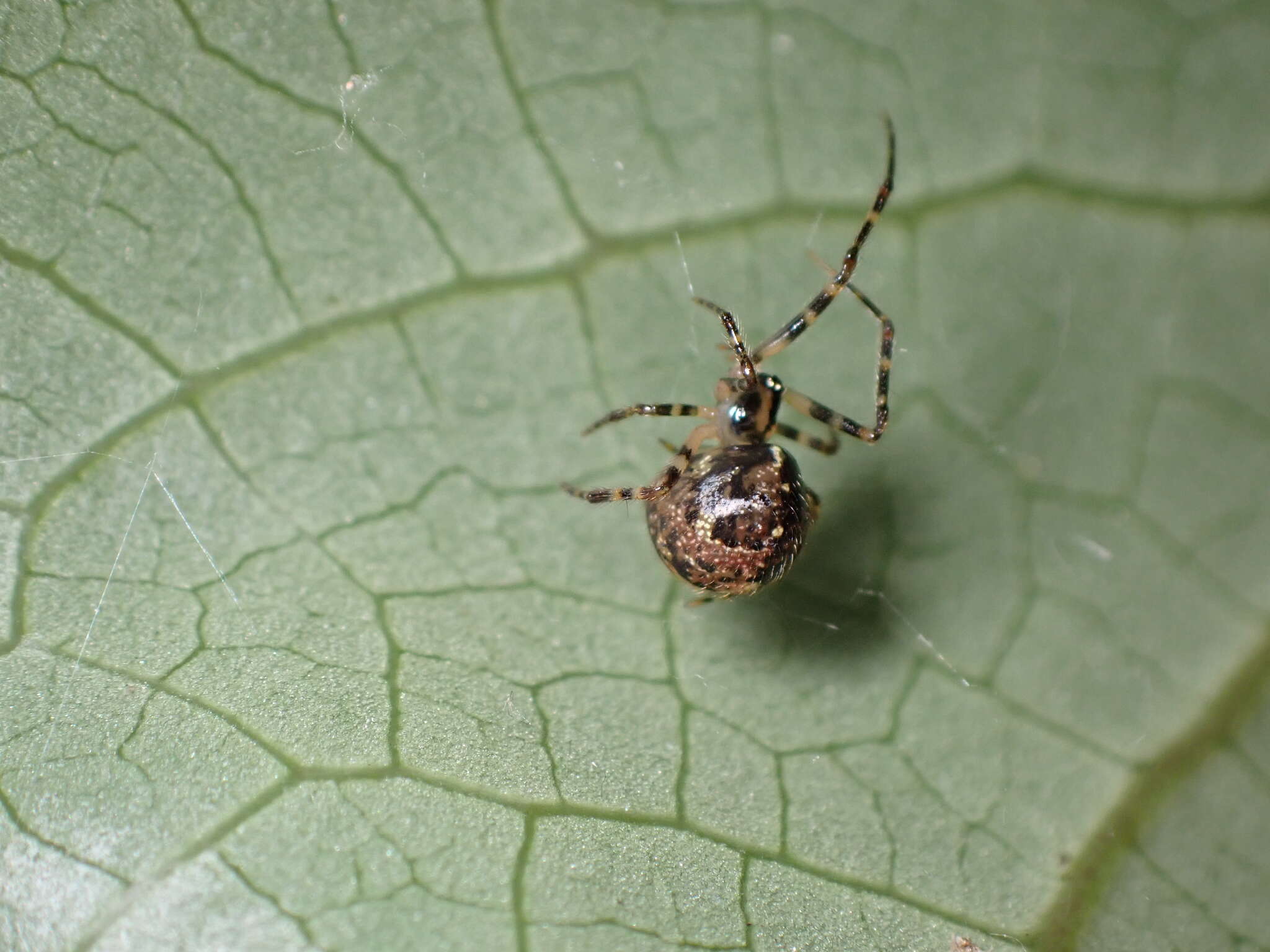 Image of Theridion zantholabio Urquhart 1886