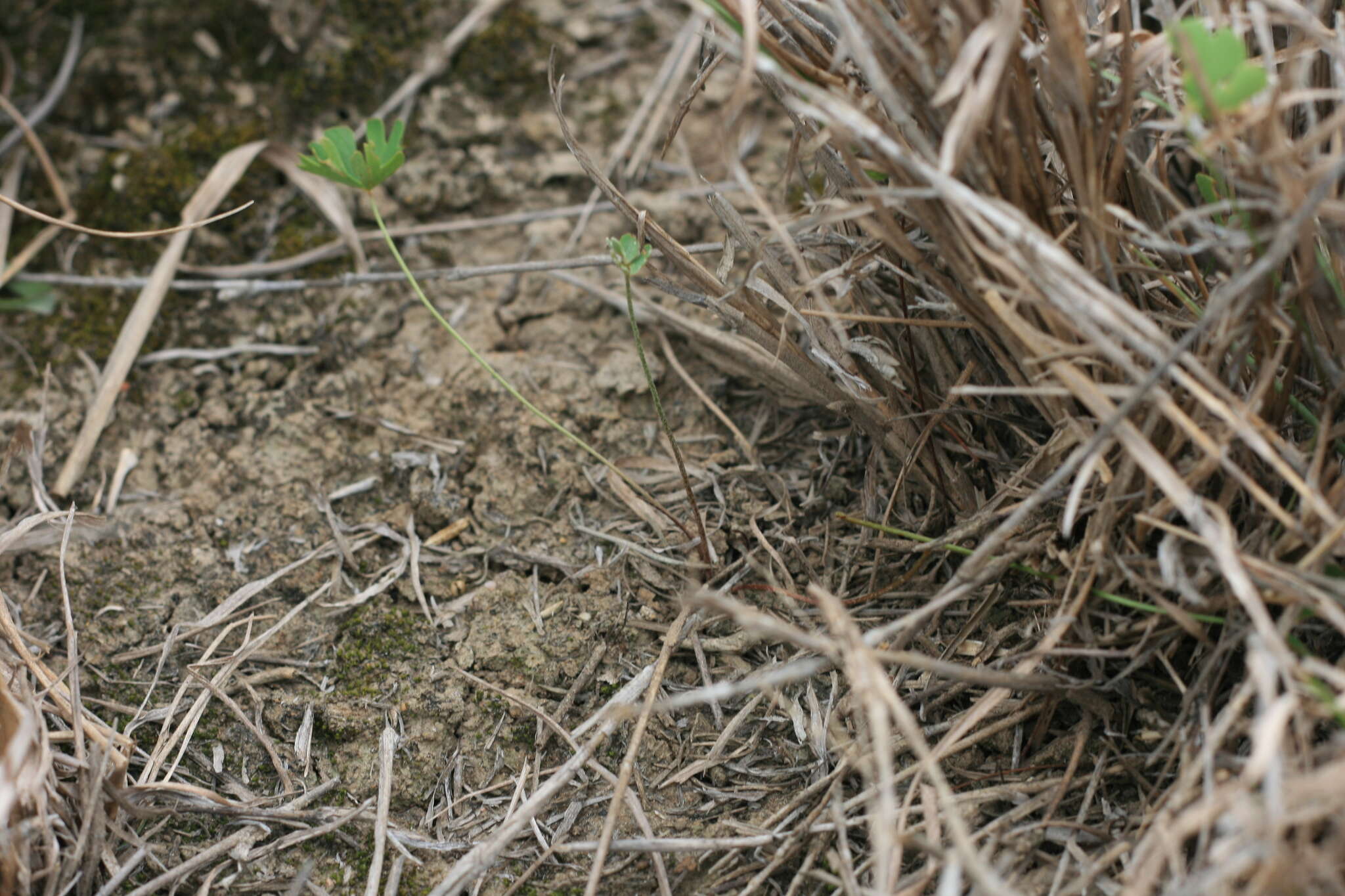 Plancia ëd Marsilea schelpeana Launert