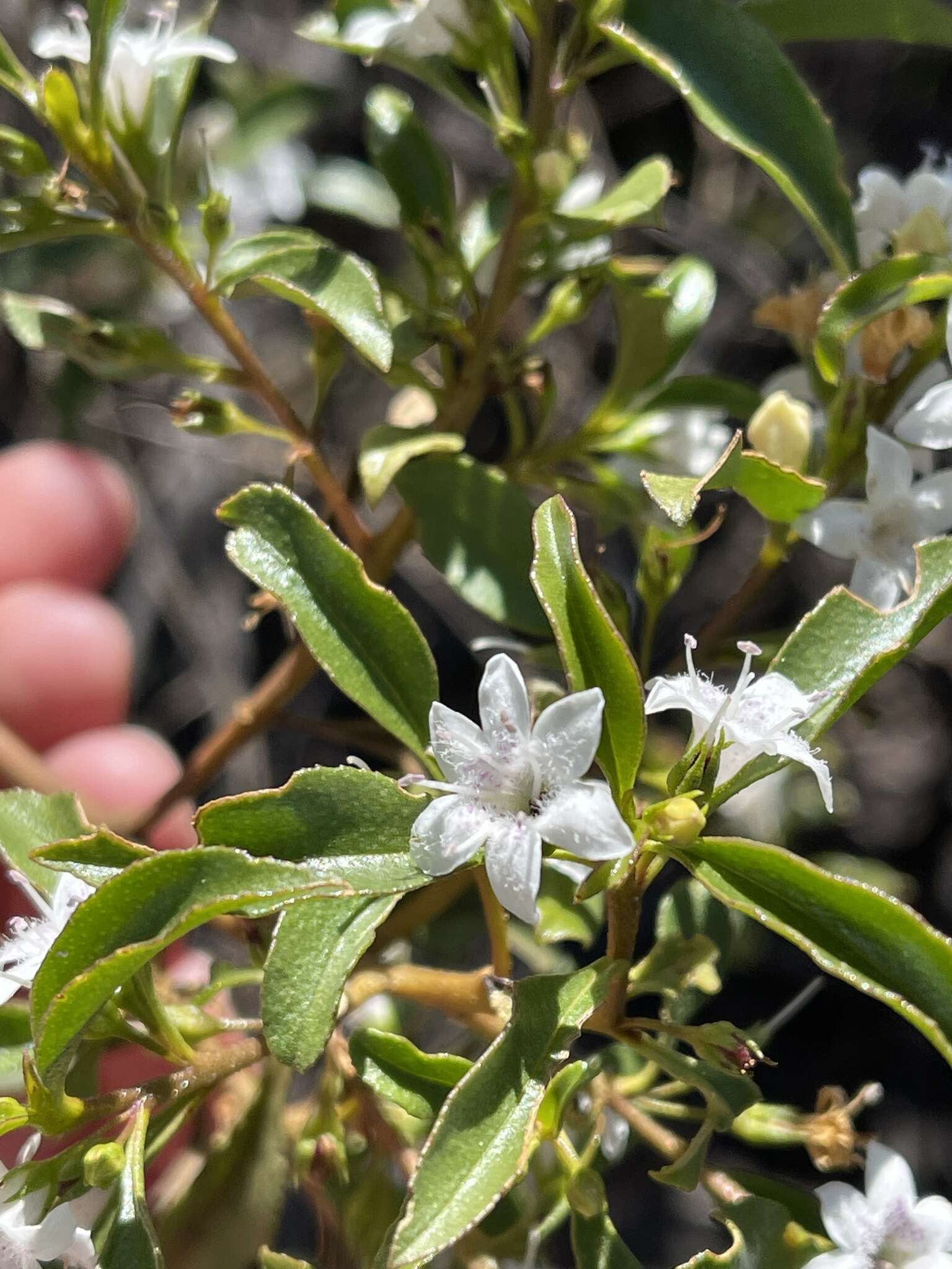 Myoporum viscosum R. Br. resmi