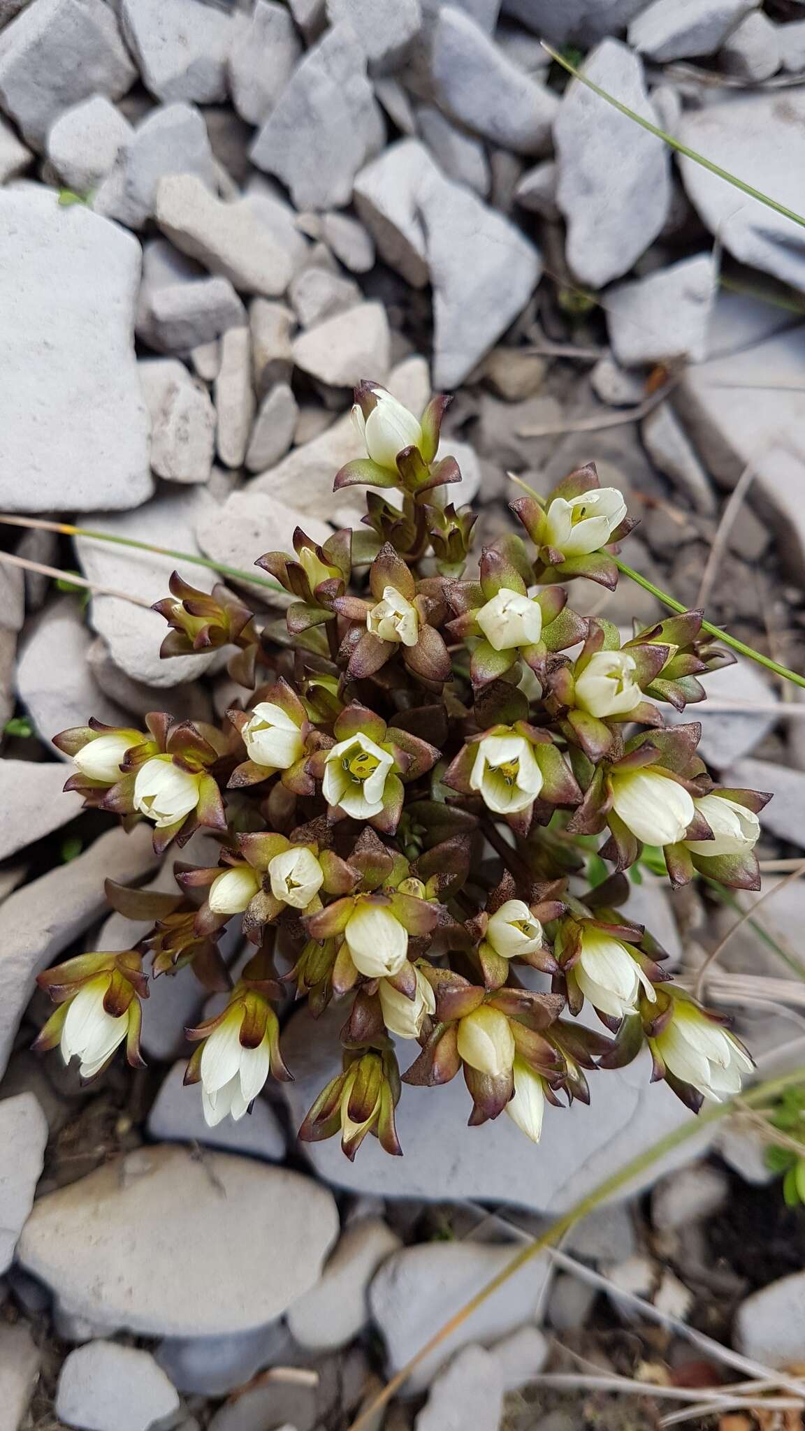 Gentianella filipes (Cheeseman) T. N. Ho & S. W. Liu resmi