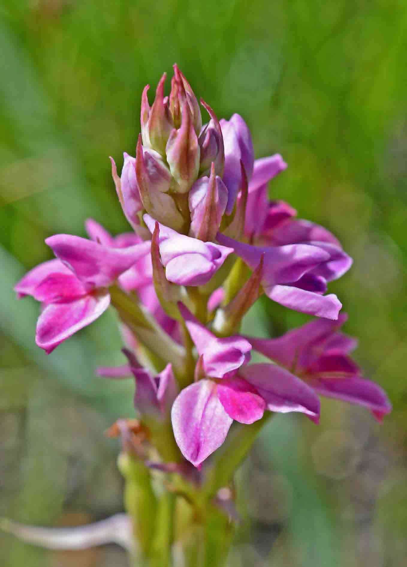 Image of Disa stricta Sond.