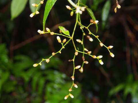 Image of Lepidaploa arborescens (L.) H. Rob.