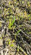 Image de Salicornia bigelovii Torrey