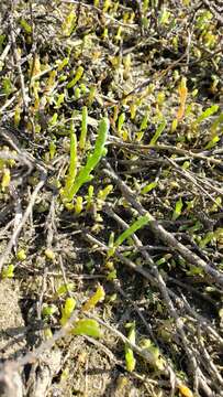 Image of dwarf saltwort