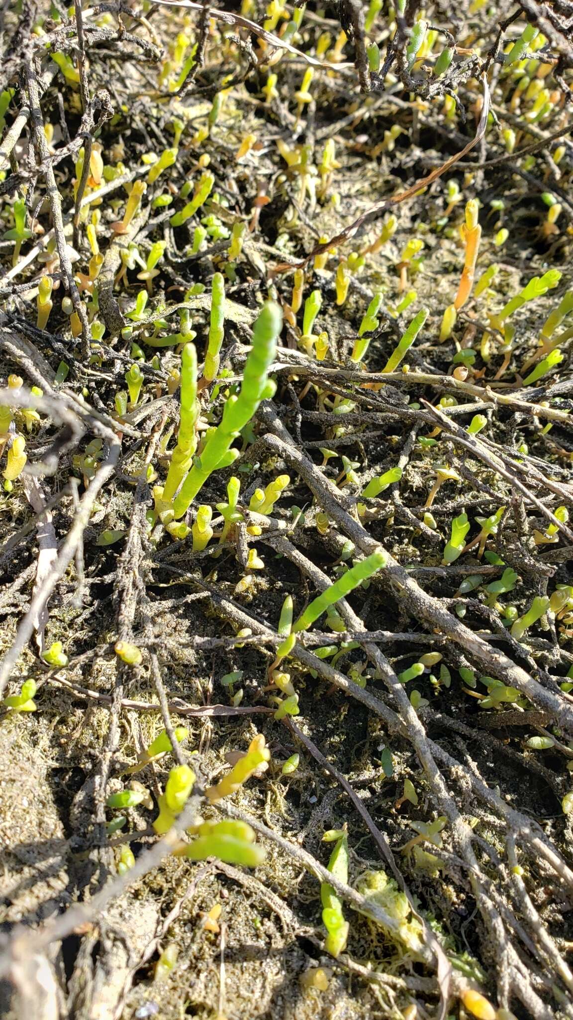 Слика од Salicornia bigelovii Torrey