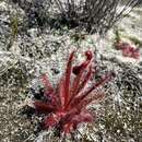 Image of <i>Drosera variegata</i> Debbert