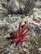 Image of <i>Drosera variegata</i> Debbert