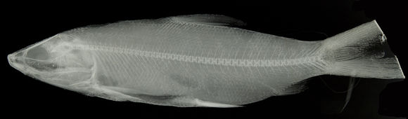 Image of Milkfish