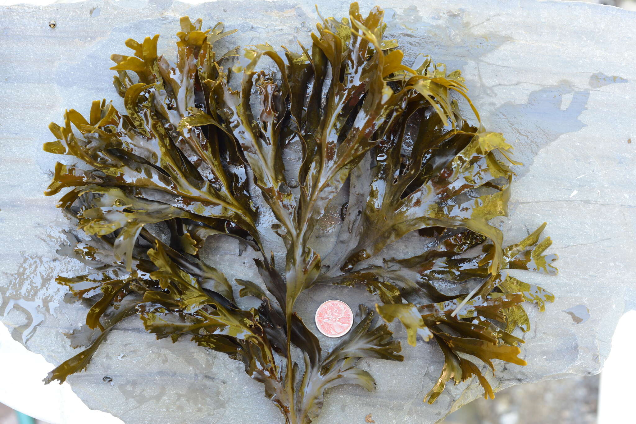 Image of Fucus evanescens