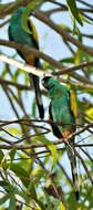 Image of Hooded Parrot