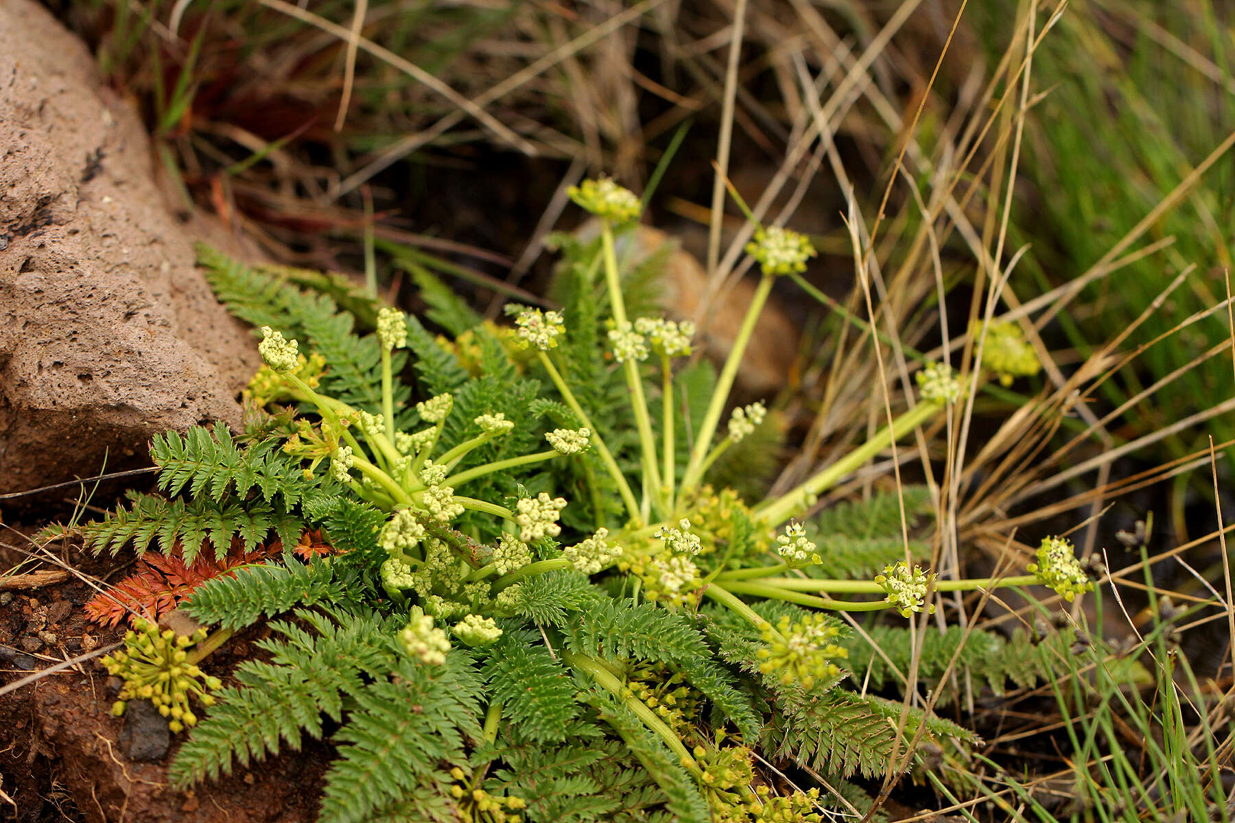 Слика од Haplosciadium abyssinicum Hochst.