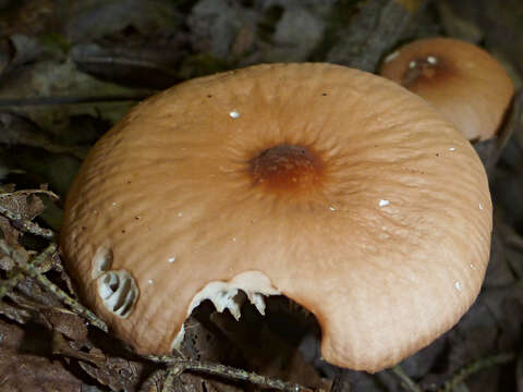 Image of Marasmius cohaerens (Pers.) Cooke & Quél. 1878