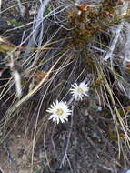 Sivun Anaphalioides alpina (Cockayne) D. Glenny kuva