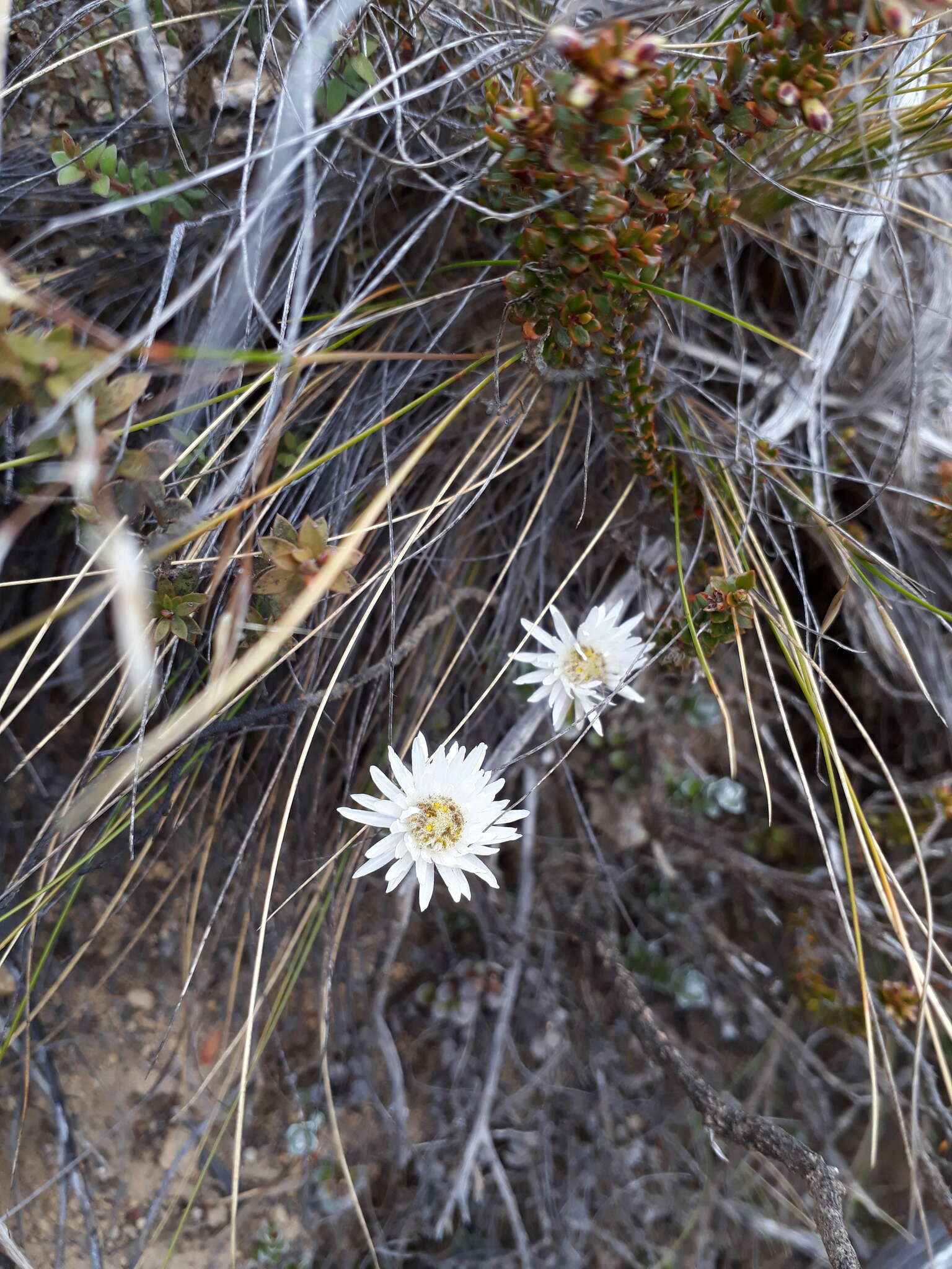 Image of Anaphalioides alpina (Cockayne) D. Glenny