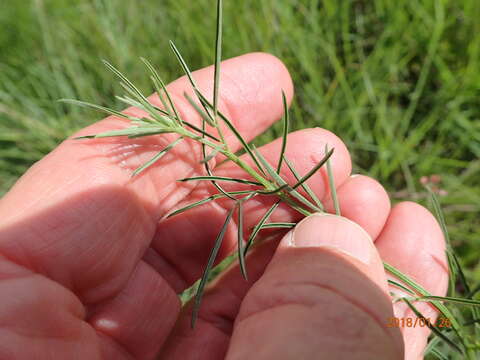 Image of Indigastrum fastigiatum (E. Mey.) Schrire