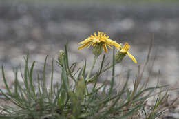 Image of Podospermum canum C. A. Mey.