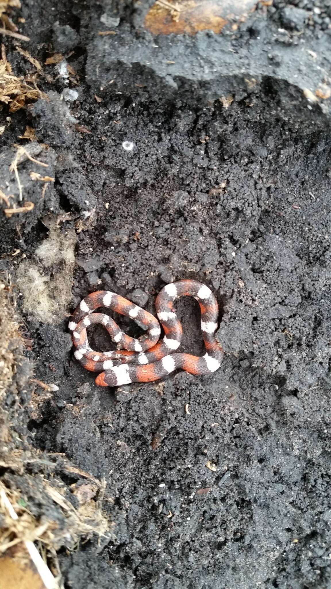 Image of Florida Scarlet Snake