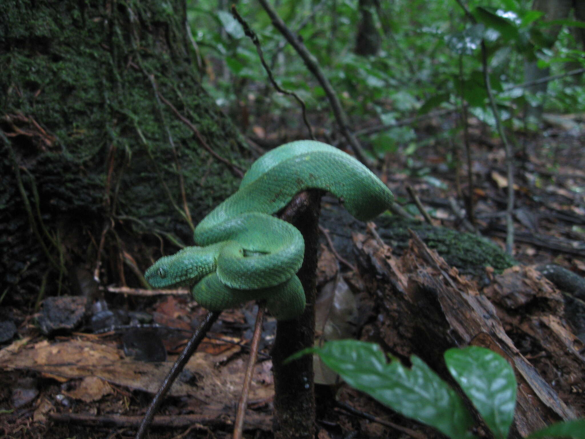 Image of Green Bush Viper