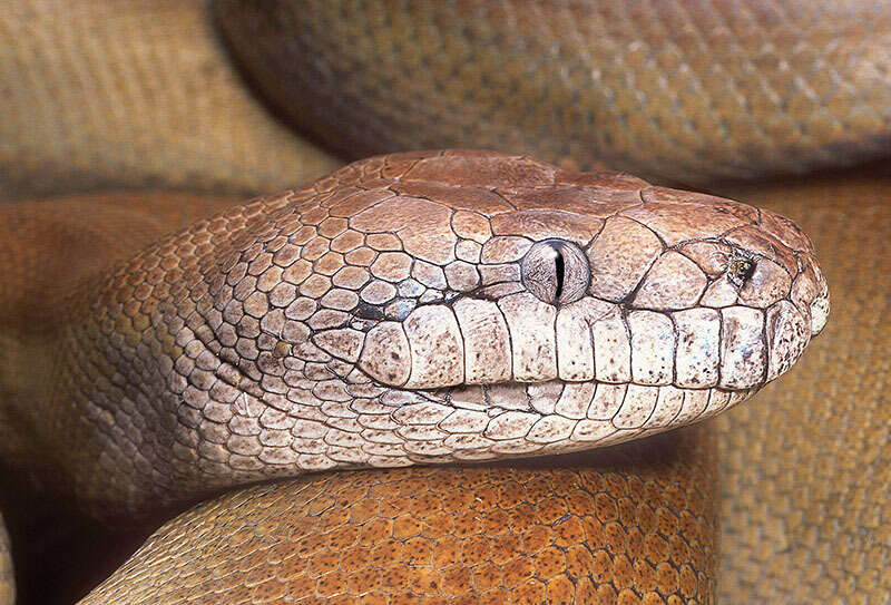 Image of Papuan Python