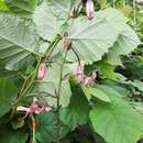 Lilium martagon var. martagon resmi