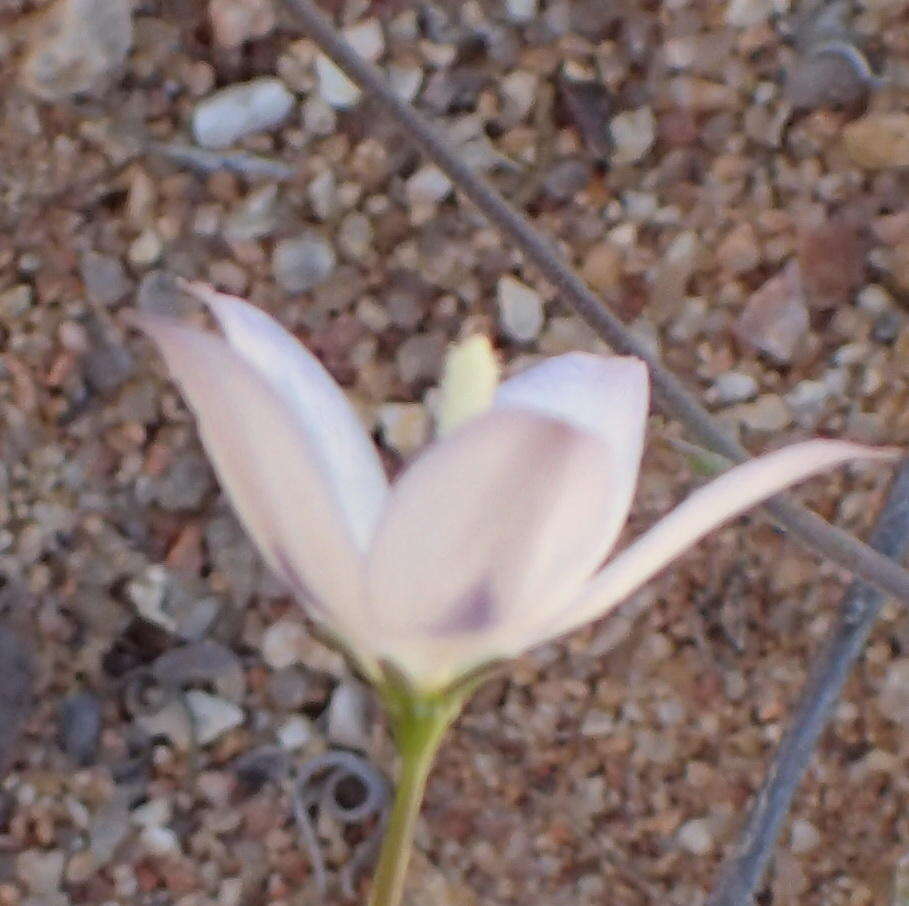 Image of Wahlenbergia annularis A. DC.