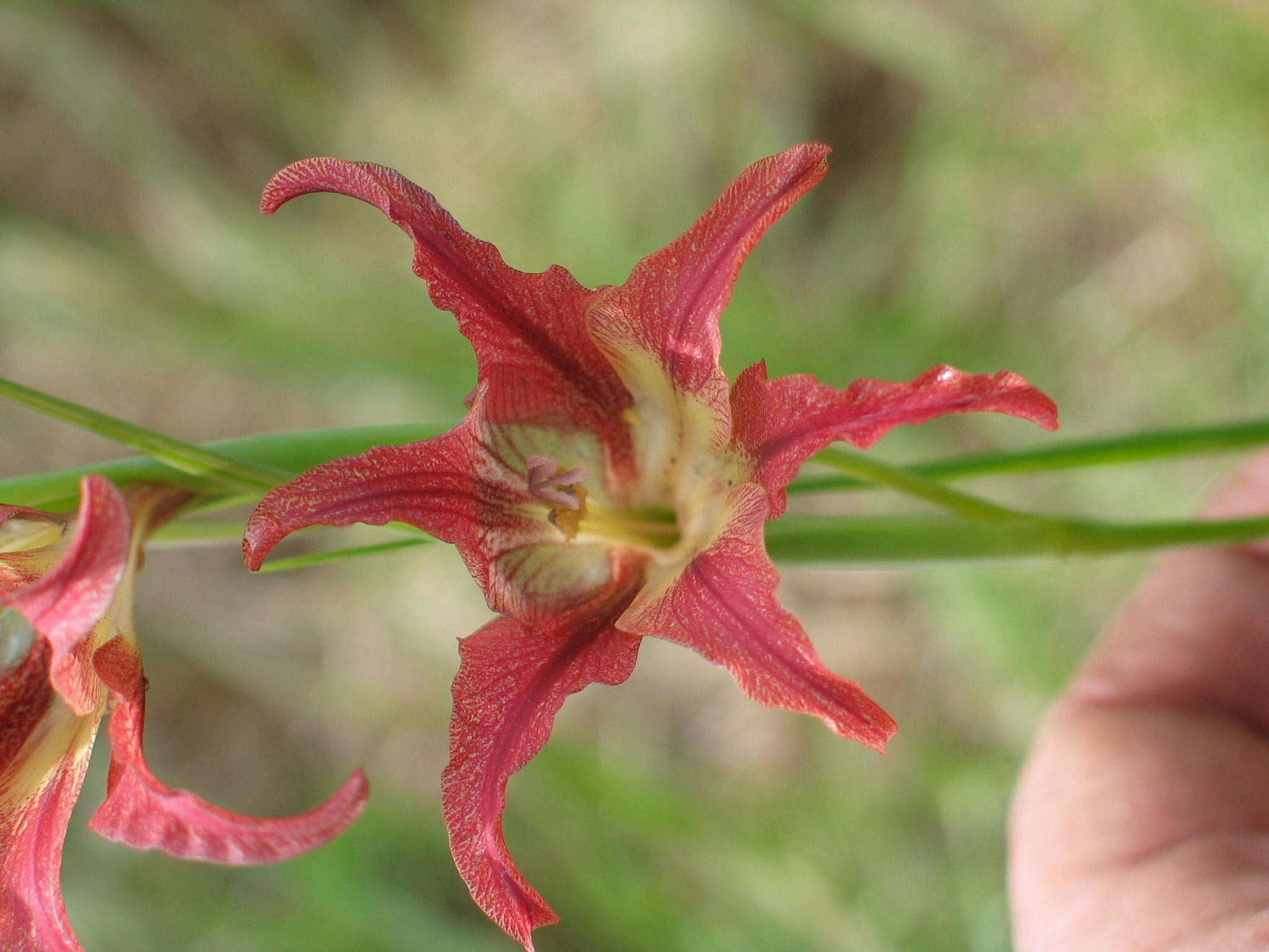 Gladiolus liliaceus Houtt. resmi